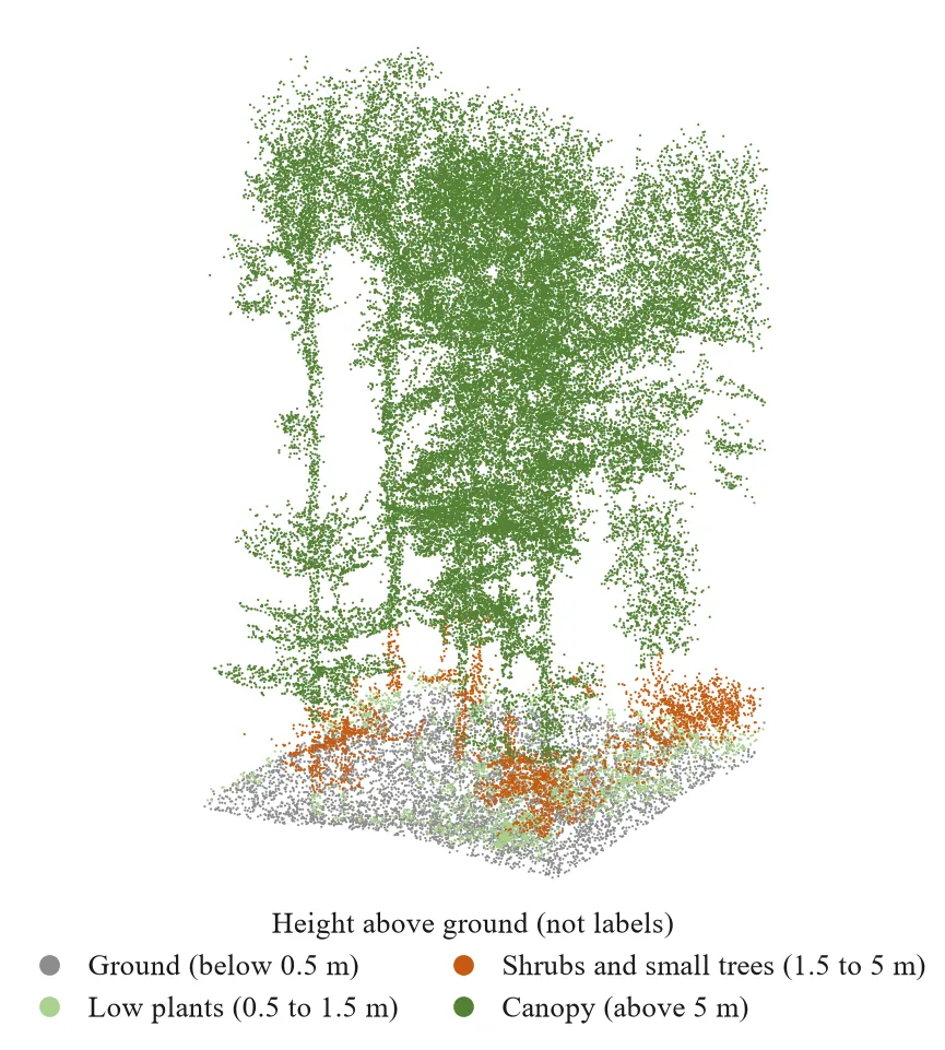 Point cloud sample from TreeLearn dataset