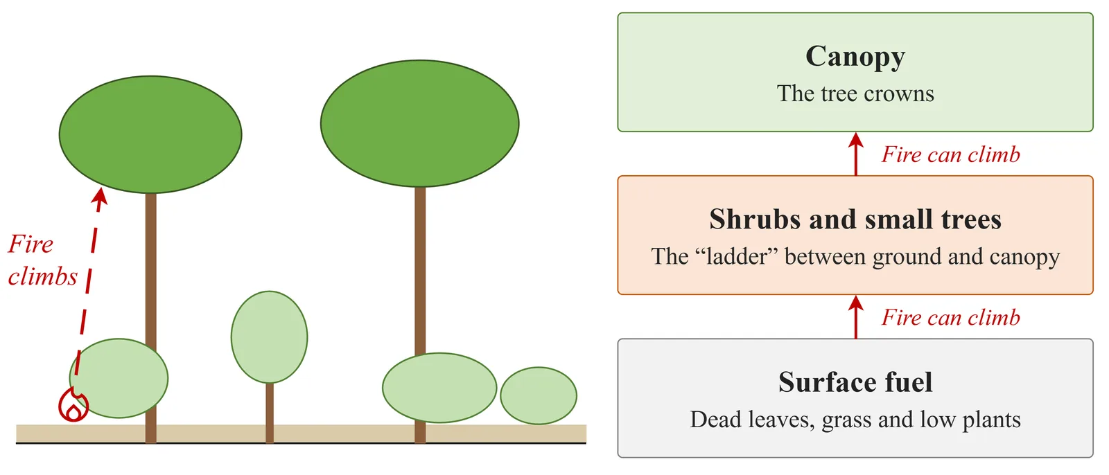 Diagram of three fuel layers: surface fuel, shrubs and small trees, and canopy, with arrows showing fire climbing from one layer to the next